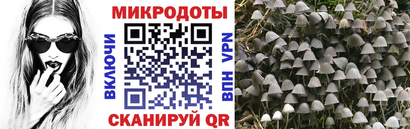 Купить закладки  Нововоронеж  Галлюциногенные грибы Cubensis 
